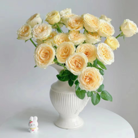 【拍市玫瑰】奶油杯 20支/扎 奶黄色玫瑰  云南基地发货 （价格已包含包装费用） 运费以实际为准，多退少补。