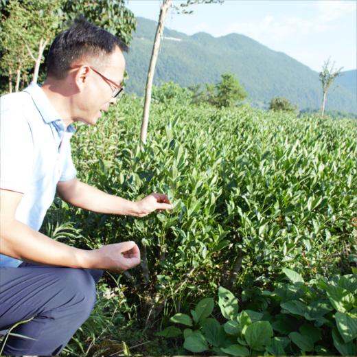 【同行精选】映马云池有机蜜香红茶  芳香馥郁 蜜香味十足 商品图6