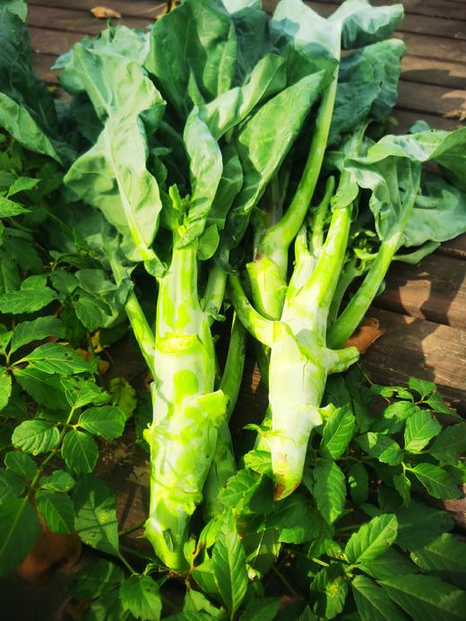 鸡腿芥兰（500g）,根茎叶子都可以食用,口感甜脆爽口，烧前焯下水哦 商品图1