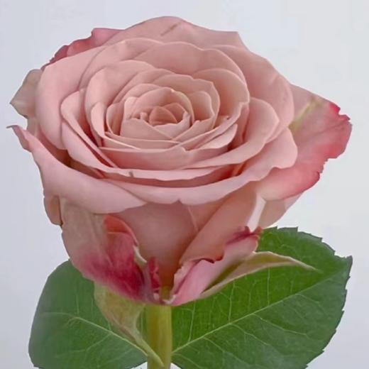 【拍市玫瑰】卡布奇诺 20支/扎  复古色玫瑰  云南基地发货 （价格已包含包装费用） 运费以实际为准，多退少补。 商品图1