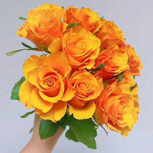【拍市玫瑰】辉煌 20支/扎  橙色玫瑰  云南基地发货 （价格已包含包装费用） 运费以实际为准，多退少补。 商品图2