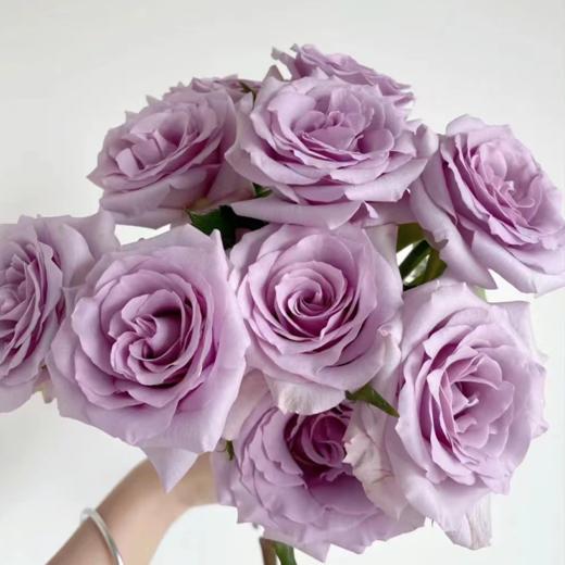 【拍市玫瑰】 海洋之歌  20支/扎  紫色玫瑰  云南基地发货 （价格已包含包装费用） 运费以实际为准，多退少补。 商品图2