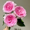 【拍市玫瑰】洛神 20支/扎 粉色玫瑰  云南基地发货 （价格已包含包装费用） 运费以实际为准，多退少补。 商品缩略图2