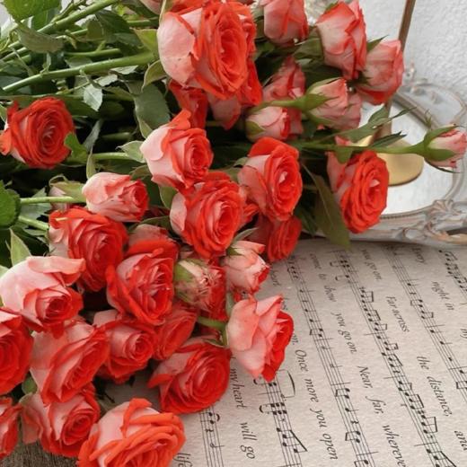 多头玫瑰 惊艳泡泡 10支/扎 云南基地发货 （价格已包含包装费用） 运费以实际为准，多退少补。 商品图0