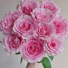 【拍市玫瑰】洛神 20支/扎 粉色玫瑰  云南基地发货 （价格已包含包装费用） 运费以实际为准，多退少补。 商品缩略图1