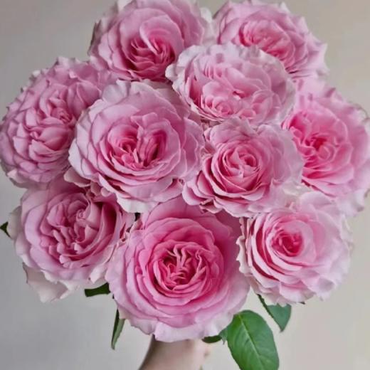 【拍市玫瑰】洛神 20支/扎 粉色玫瑰  云南基地发货 （价格已包含包装费用） 运费以实际为准，多退少补。 商品图1