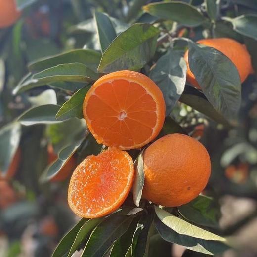 【果蔬精选】台州涌泉蜜桔（顺丰直达）新鲜采摘 果肉细腻香甜 皮薄易剥 无核无渣 鲜嫩多汁 风味浓郁 可带皮吃~ 商品图4