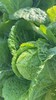 【囤秋菜 送“百财”25元/10斤 】鸿翠园 有机大白菜 商品缩略图6