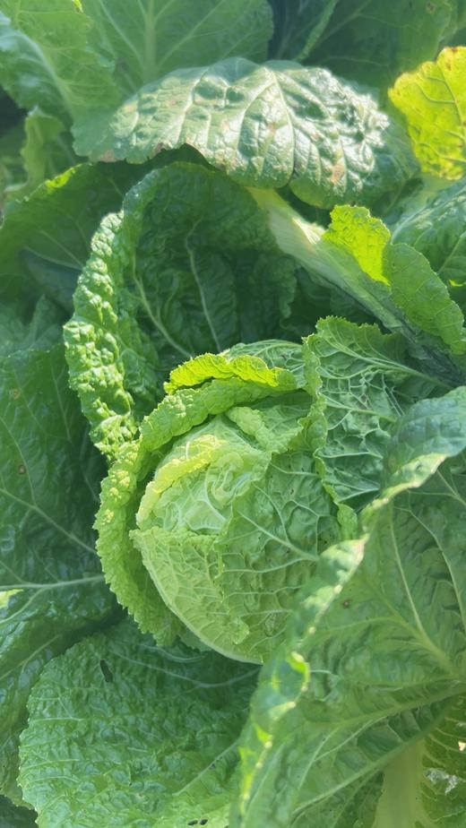 【囤秋菜 送“百财”25元/10斤 】鸿翠园 有机大白菜 商品图6