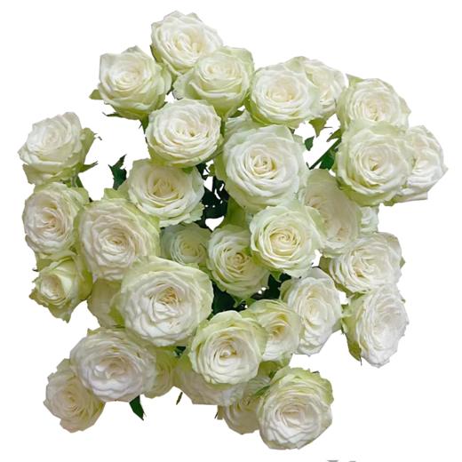 多头玫瑰 繁星 10支/扎 云南基地发货 （价格已包含包装费用） 运费以实际为准，多退少补。 商品图0