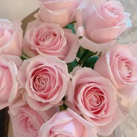 【拍市玫瑰】 粉红雪山  20支/扎  粉色玫瑰  云南基地发货 （价格已包含包装费用） 运费以实际为准，多退少补。 商品图2