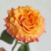 【拍市玫瑰】火灵鸟 20支/扎 橙色玫瑰  云南基地发货 （价格已包含包装费用） 运费以实际为准，多退少补。 商品缩略图3