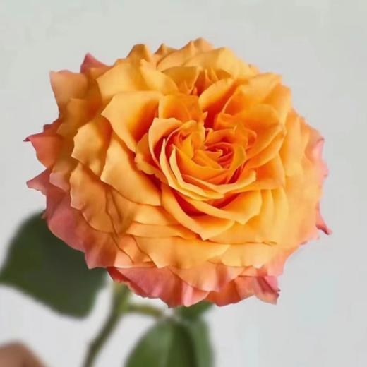 【拍市玫瑰】火灵鸟 20支/扎 橙色玫瑰  云南基地发货 （价格已包含包装费用） 运费以实际为准，多退少补。 商品图3