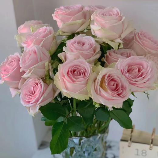 【拍市玫瑰】 粉红雪山  20支/扎  粉色玫瑰  云南基地发货 （价格已包含包装费用） 运费以实际为准，多退少补。 商品图1