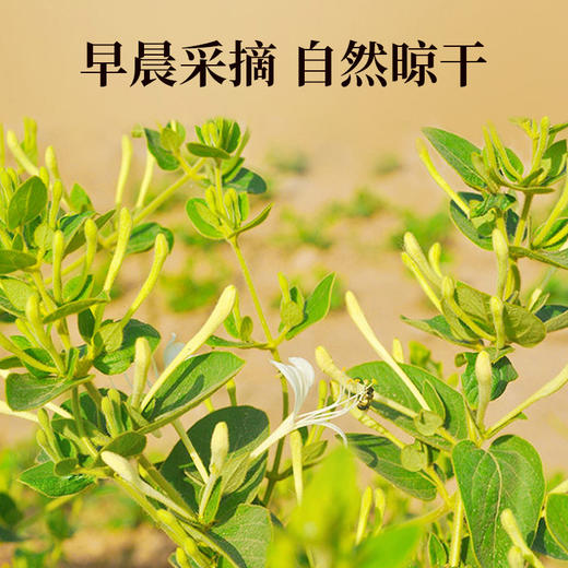 神农金康 金银花茶50g 原生态真滋补 喝护家人健康 商品图4