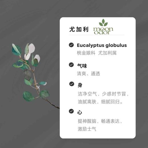 04  有机蓝胶尤加利精油【香气004】 商品图0