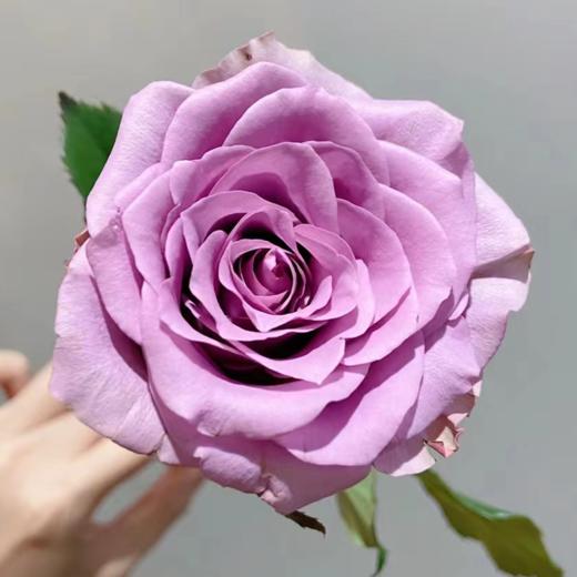 【拍市玫瑰】紫霞仙子 20支/扎  紫色玫瑰  云南基地发货 （价格已包含包装费用） 运费以实际为准，多退少补。 商品图3