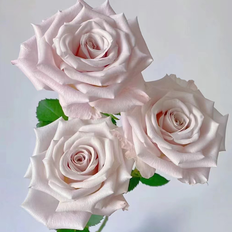 【拍市玫瑰】曼塔 20支/扎  浅紫色玫瑰  云南基地发货 （价格已包含包装费用） 运费以实际为准，多退少补。