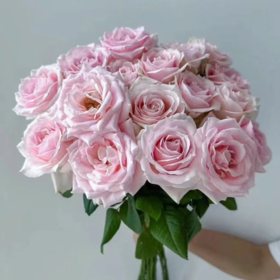 【拍市玫瑰】 粉红雪山  20支/扎  粉色玫瑰  云南基地发货 （价格已包含包装费用） 运费以实际为准，多退少补。