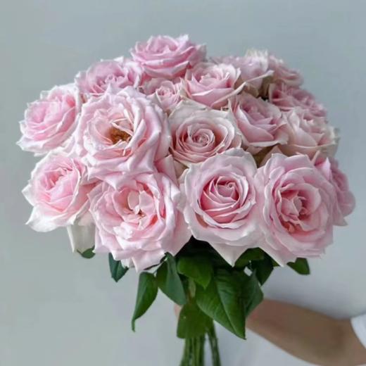 【拍市玫瑰】 粉红雪山  20支/扎  粉色玫瑰  云南基地发货 （价格已包含包装费用） 运费以实际为准，多退少补。 商品图0