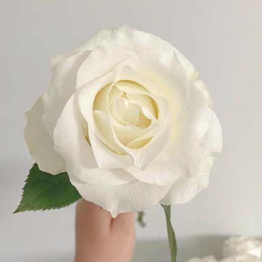 【拍市玫瑰】骄傲 20支/扎  白色玫瑰  云南基地发货 （价格已包含包装费用） 运费以实际为准，多退少补。 商品图2