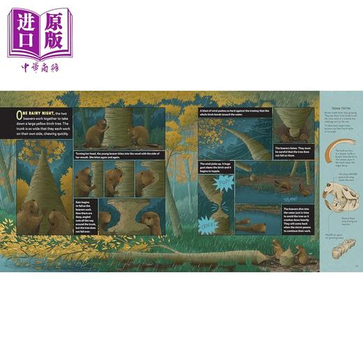 【中商原版】Carrie Shryock What Goes on inside a Beaver Pond 池塘里的海狸 英文原版进口图书 儿童绘本 动物科普图画书 商品图4