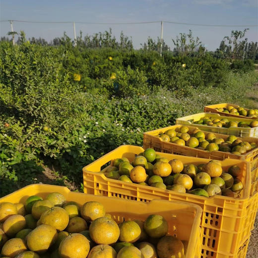 丨生态丨正宗8年新会陈皮 新会核心产区 554项农场零检出 商品图7