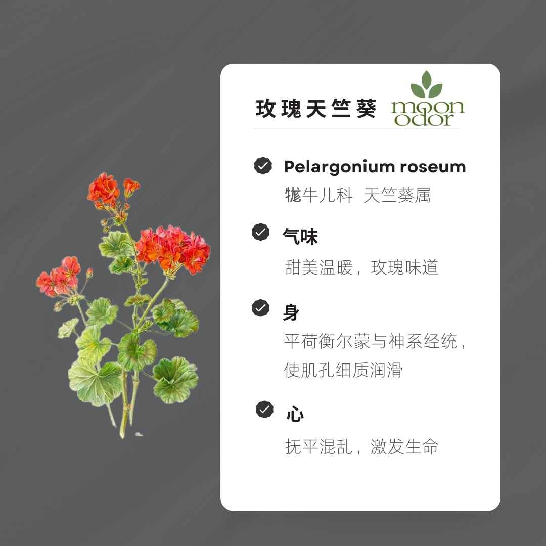 18  有机玫瑰天竺葵【香气018】