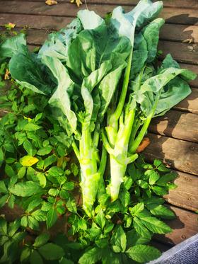 鸡腿芥兰（500g）,根茎叶子都可以食用,口感甜脆爽口，烧前焯下水哦
