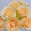 【拍市玫瑰】蜜桃雪山  20支/扎  香槟玫瑰  云南基地发货 （价格已包含包装费用） 运费以实际为准，多退少补。 商品缩略图2