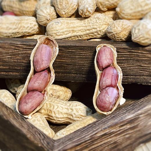 【坚果精选】龙岩紫衣湿烤花生 皮薄易剥 粒大肉满 香香脆脆越吃越上头 商品图1