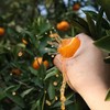 【果蔬精选】台州涌泉蜜桔（顺丰直达）新鲜采摘 果肉细腻香甜 皮薄易剥 无核无渣 鲜嫩多汁 风味浓郁 可带皮吃~ 商品缩略图2