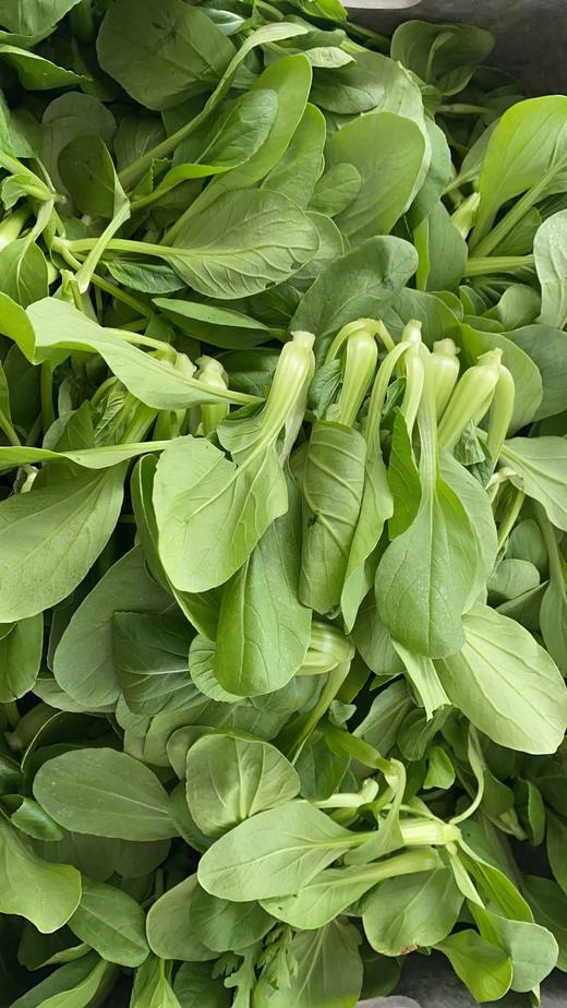 鸿翠园 有机油菜 商品图1