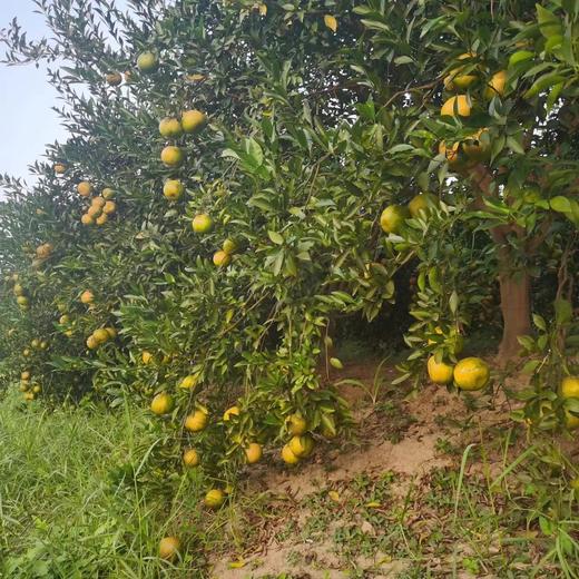 丨生态丨正宗新会陈皮 1年 2年 3年 新会核心产区 565项农场零检出 商品图4