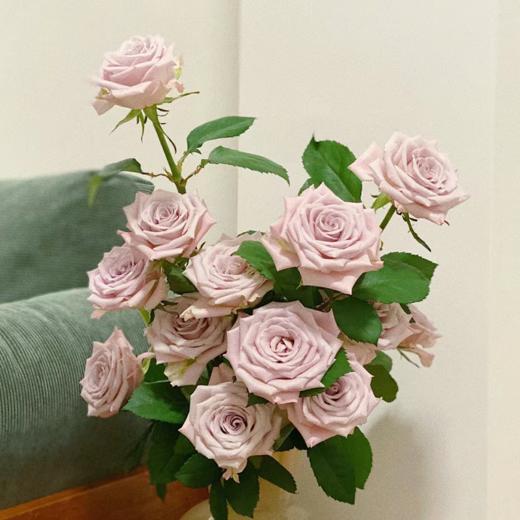 【拍市玫瑰】曼塔 20支/扎  浅紫色玫瑰  云南基地发货 （价格已包含包装费用） 运费以实际为准，多退少补。 商品图1