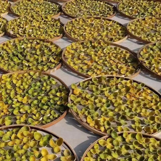 丨生态丨正宗8年新会陈皮 新会核心产区 554项农场零检出 商品图11