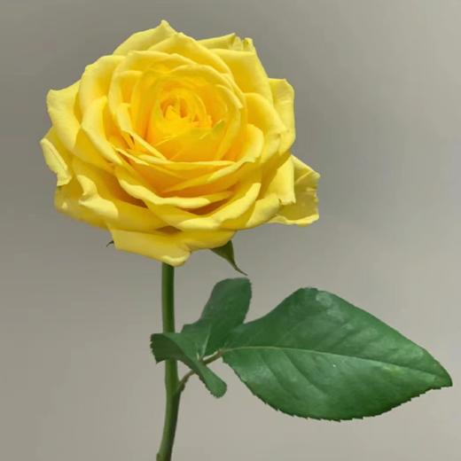 【拍市玫瑰】月光漫步 20支/扎  黄色玫瑰  云南基地发货 （价格已包含包装费用） 运费以实际为准，多退少补。 商品图2