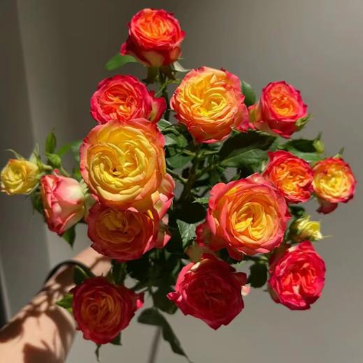 多头玫瑰 爱丽丝 10支/扎 云南基地发货 （价格已包含包装费用） 运费以实际为准，多退少补。 商品图0