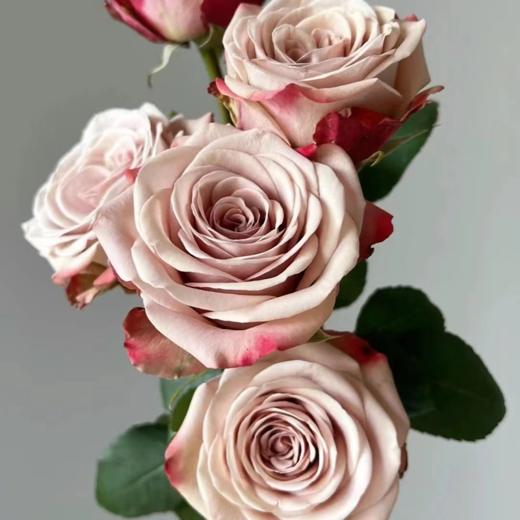 【拍市玫瑰】卡布奇诺 20支/扎  复古色玫瑰  云南基地发货 （价格已包含包装费用） 运费以实际为准，多退少补。 商品图2