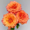 【拍市玫瑰】火灵鸟 20支/扎 橙色玫瑰  云南基地发货 （价格已包含包装费用） 运费以实际为准，多退少补。 商品缩略图1