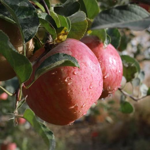 【新疆.阿克苏冰糖心苹果】产自新疆阿克苏，果肉细腻，鲜嫩多汁，香甜脆爽，营养美味~ 商品图4