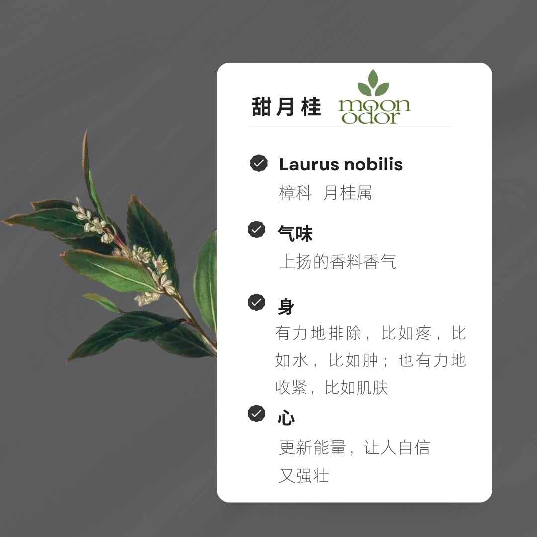 17  有机甜月桂精油 【香气017】
