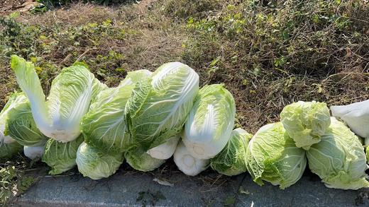 【囤秋菜 送“百财”25元/10斤 】鸿翠园 有机大白菜 商品图8