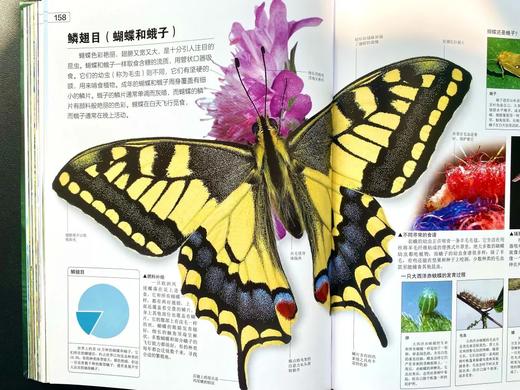 《DK探索百科：生命》精装(店铺活动单独赠文件夹分开发） 商品图4