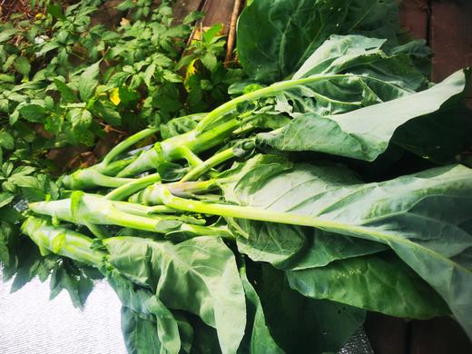 鸡腿芥兰（500g）,根茎叶子都可以食用,口感甜脆爽口，烧前焯下水哦 商品图6