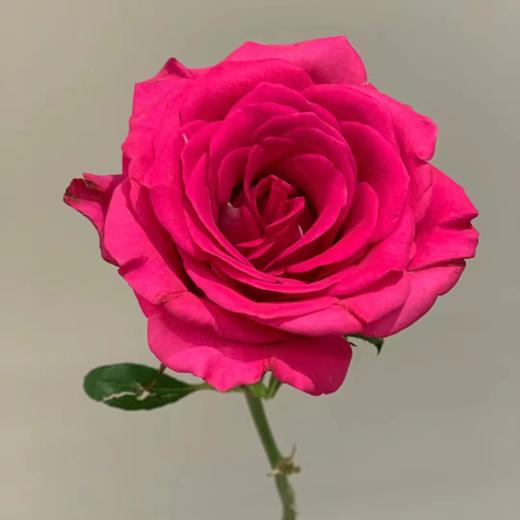 【拍市玫瑰】弗洛伊德 20支/扎  玫红色玫瑰  云南基地发货 （价格已包含包装费用） 运费以实际为准，多退少补。 商品图3