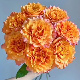 【拍市玫瑰】火灵鸟 20支/扎 橙色玫瑰  云南基地发货 （价格已包含包装费用） 运费以实际为准，多退少补。