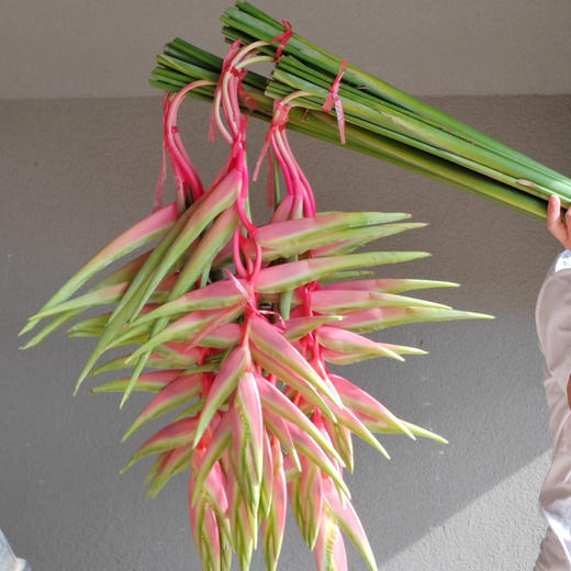 粉吊鸟 商品图0