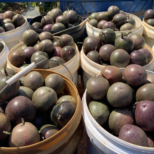 【维生素】六椀菱 蜜桃 / 黄金百香果，200多种营养物质！功能型水果，常食对人体大有裨益！ 商品图12