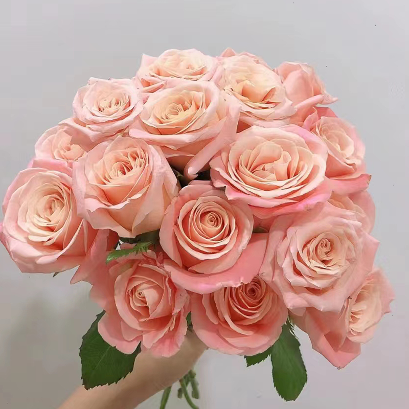 【拍市玫瑰】微光 20支/扎  粉色玫瑰  云南基地发货 （价格已包含包装费用） 运费以实际为准，多退少补。